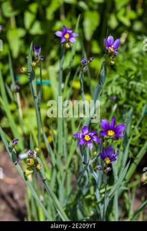 American Blue-eyed-herbe, Blå gräslilja (Sisyrinchium montanum) Banque D'Images