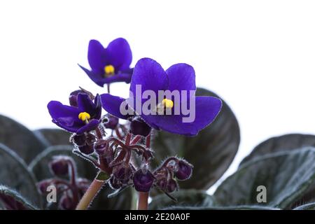 La violette africaine (Saintpaulia ionantha Saintpaulia,) Banque D'Images