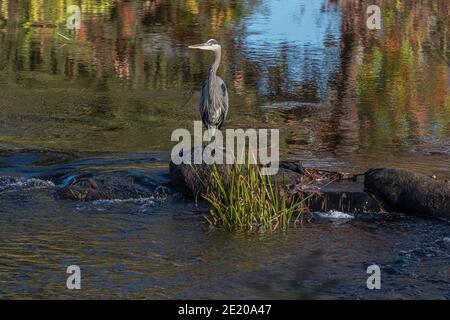 Un grand héron bleu à la recherche de nourriture dans la rivière Millers à Royalston, Massachusetts Banque D'Images