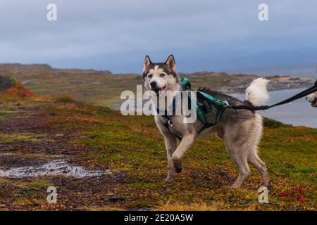 Le grand chien husky se promonne dans les plaines du nord. Près de la mer de Barents. Automne 2020. copyspace Banque D'Images