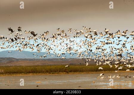 Oiseaux migrateurs en vol, vallée de Sacramento, Californie, États-Unis Banque D'Images
