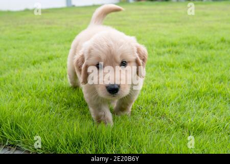 Le Golden Retriever marche sur l'herbe dans la cour et regarde vers l'avant. Banque D'Images