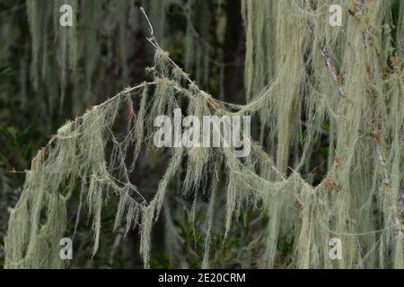 La mousse espagnole (Tillandsia usneoides) également connue sous le nom de barbe de l'homme ancien ou de la barbe des grands-pas, au milieu des branches d'arbres de la forêt d'Elgin Vale, en Australie. Banque D'Images