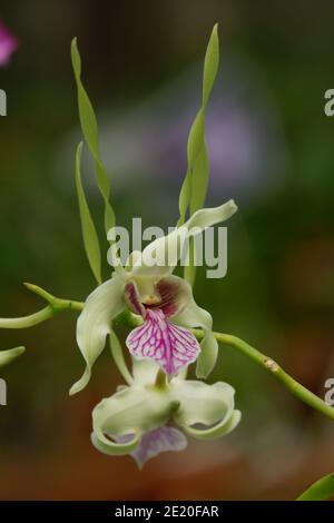 gros plan de dendrobium stratiotes orchid isolé flou d'arrière-plan Banque D'Images