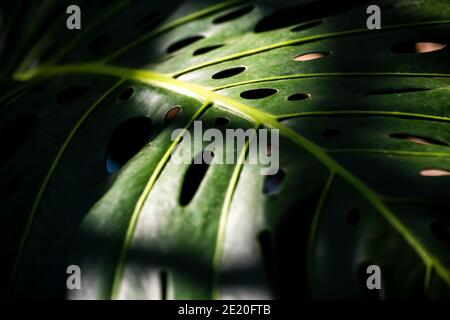 Monstera deliciosa Liebm. Ou Herricane Plant, Philodendron à feuilles fractionnées, fromage suisse, fenêtre, gros plan des feuilles et lumière incidente. Ton foncé i Banque D'Images