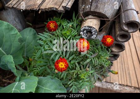 Les marigolds ont des fleurs rouges-jaunes. Placé à côté d'un banc fait de bambou thaïlandais traditionnel pour décorer le jardin pour être beau dans le style rural dans la mort Banque D'Images