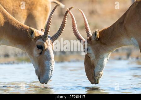 Wild male Saiga antelope or Saiga tatarica in steppe. Federal nature reserve Mekletinskii, Kalmykia, Russia. Stock Photo