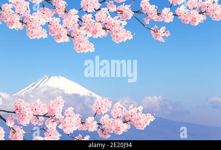 Magnifique Mont Fuji sacré (Fujiyama) dans les nuages et branche de la sakura en fleur avec des fleurs blanches, Japon. Sur fond bleu ciel. Vue de Moun Banque D'Images