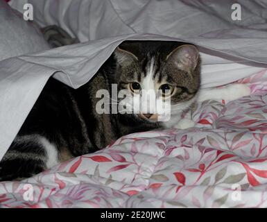 portrait d'un chat tabby avec de grands yeux jaunes couchés sur le lit Banque D'Images