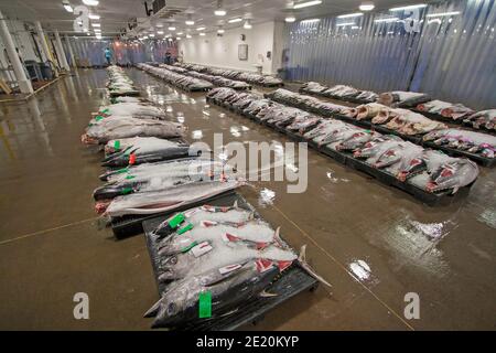 Thon à nageoires jaunes et autres espèces de l'océan ouvert exposées aux enchères À la vente aux enchères de poissons quotidienne de l'Honolulu United Fishing Agency près de Kewalo Basin sur Oahu Banque D'Images