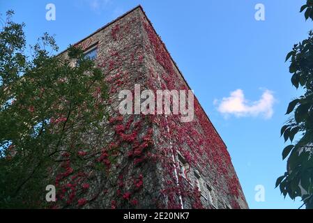 Belle vue en bas grand angle des feuilles de rose foncé automnales de l'hélice de lierre hedera accrochant et grimpant sur le bâtiment, Dublin, Irlande Banque D'Images