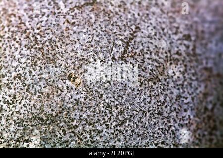 Structure de la coquille d'œuf Mute Cygne (Cygnus olor) dans un nid naturel. L'aspect de l'oeuf dans la taille naturelle est blanc, mais après deux semaines d'incubation blanc RE Banque D'Images