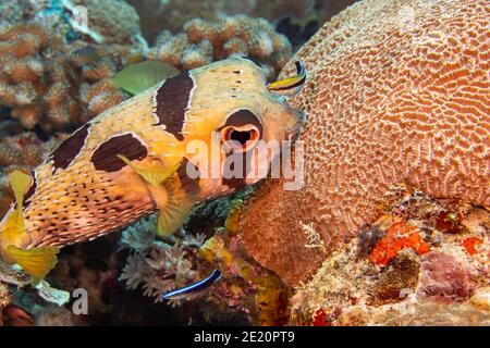 Un nettoyant bluestreak, Labre dimidiatus, juvénile et adulte, inspecte un corégone noir, Diodon liturosus, au large de l'île de Yap, Banque D'Images