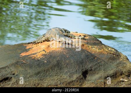 Surveiller le lézard (moniteur d'eau asiatique, kabaragoya, Varanus salvator salvator) bronzer sur un rocher sur la rive. Sous-espèce endémique au Sri Lanka Banque D'Images