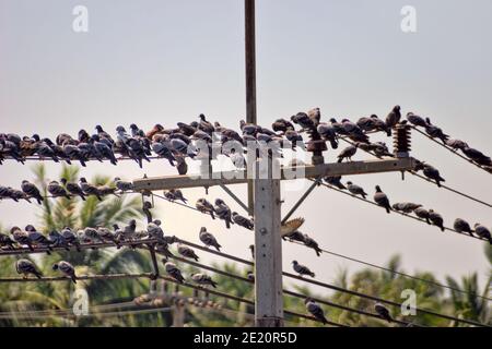 Un grand nombre de colombes bleues (colombe indo-sri lankaise, Columba livia intermedia) perchées sur des fils électriques et des fils sont en perte, Sri Lanka Banque D'Images