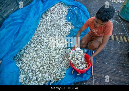 Brahmanbaria, Bangladesh. 11 janvier 2021. Un enfant travailleur collecte des poissons Puti pour transformation. Des milliers de petits poissons "Puti" sont capturés dans une rivière voisine. Les ouvriers coupent et nettoient les poissons, ajoutent du sel et ensuite les sèchent sur une plate-forme en bambou au soleil pendant quatre à cinq jours. Une fois que les poissons sont correctement séchés, ils sont emballés pour la vente sur les marchés. (Photo de Joy Saha/Pacific Press) Credit: Pacific Press Media production Corp./Alay Live News Banque D'Images