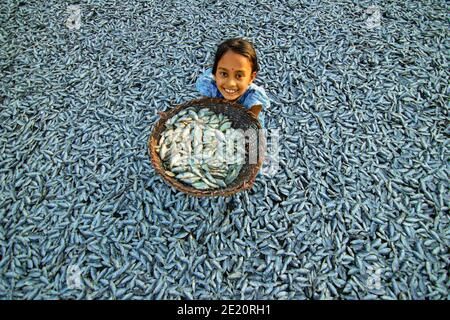 Brahmanbaria, Bangladesh. 11 janvier 2021. Une fille montre Puti Fishes à sécher sous le soleil pour le long processus de fabrication du poisson sec. Des milliers de petits poissons "Puti" sont capturés dans une rivière voisine. Les ouvriers coupent et nettoient les poissons, ajoutent du sel et ensuite les sèchent sur une plate-forme en bambou au soleil pendant quatre à cinq jours. Une fois que les poissons sont correctement séchés, ils sont emballés pour la vente sur les marchés. (Photo de Joy Saha/Pacific Press) Credit: Pacific Press Media production Corp./Alay Live News Banque D'Images