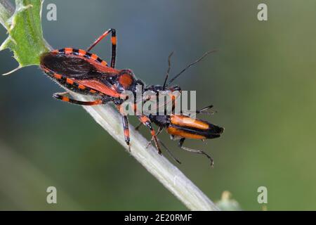 Ordwanze, Zornige Raubwanze, mit erbeutem Käfer, Beute, Mordwanze, Raubwanze, Rhynocoris iracundus, Rhinocoris iracundus, Rhynocoris iracundus Banque D'Images