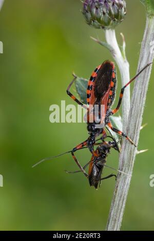 Ordwanze, Zornige Raubwanze, mit erbeutem Käfer, Beute, Mordwanze, Raubwanze, Rhynocoris iracundus, Rhinocoris iracundus, Rhynocoris iracundus Banque D'Images