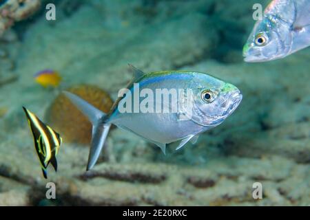 Le caranx ruber est une espèce commune des Caraïbes, l'île Bonaire, les Petites Antilles, les anciennes Antilles néerlandaises, les Caraïbes. Banque D'Images