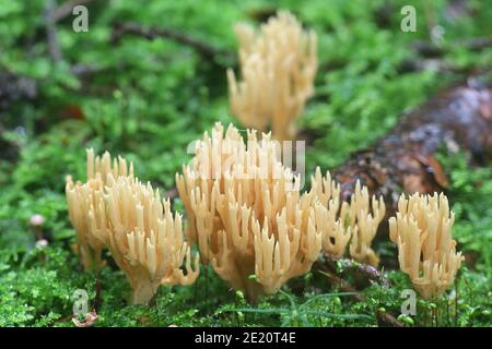 Phaeoclavulina eumorpha, également appelée Ramaria eumorpha, un champignon de corail finlandais sans nom anglais commun Banque D'Images