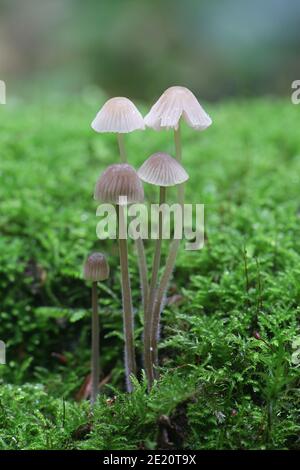 Mycena leptocephala, known as the nitrous bonnet, wild mushroom from Finland Stock Photo