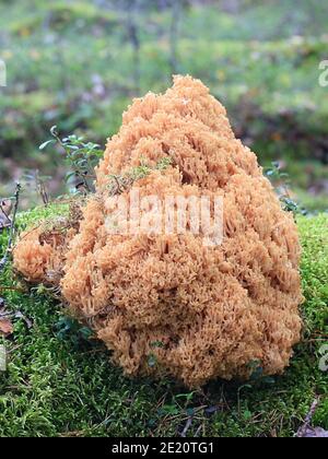 Ramaria boreimaxima, un champignon de corail finlandais sans nom anglais commun Banque D'Images