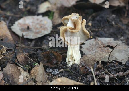 Helvella crispa, connue sous le nom de selle blanche, selle d'ailerons ou d'helvel commun, champignon sauvage de Finlande Banque D'Images