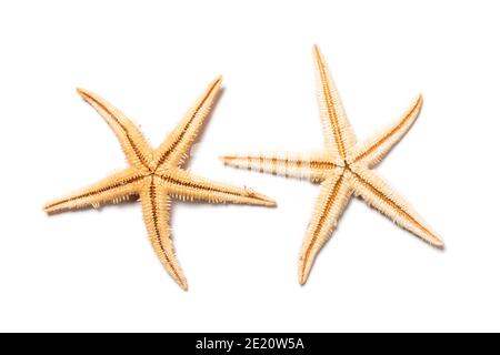 Deux étoiles de mer isolées sur fond blanc, vue arrière Banque D'Images