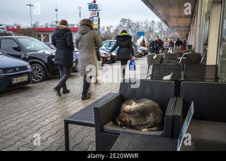 PANCEVO, SERBIE - 8 MARS 2020 : Lutalica, un chien errant serbe typique qui dormait sur la terrasse d'un café, sur un trottoir piétonnier, tout en pédalant Banque D'Images