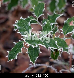 Les feuilles de Holly (Ilex) recouvertes de givre en hiver Banque D'Images