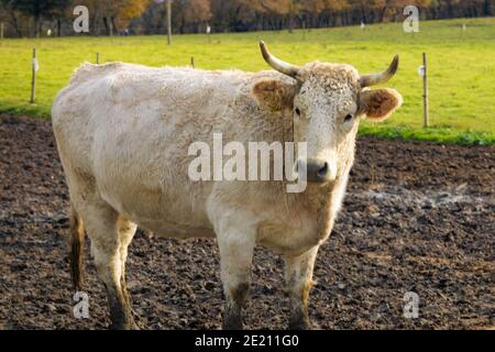Une vache que nous croisons sur la route nous stare à nous dumbfon, nous laissant à la photographie. Banque D'Images