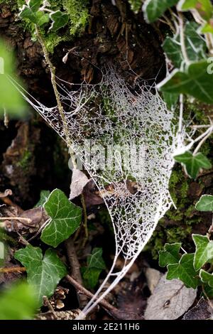 Les araignées s'ébagarent avec le gel du houar pendant un matin hivernal Banque D'Images