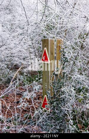 Poteau en bois avec réflecteurs de circulation couverts de lierre et de houar givre Banque D'Images