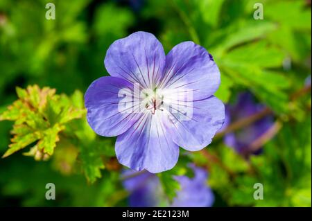 Géranium Rozanne 'Gerwat' plante florale d'été avec une violette Fleur bleue d'été qui ouvre de juin à septembre qui est communément appelé c Banque D'Images