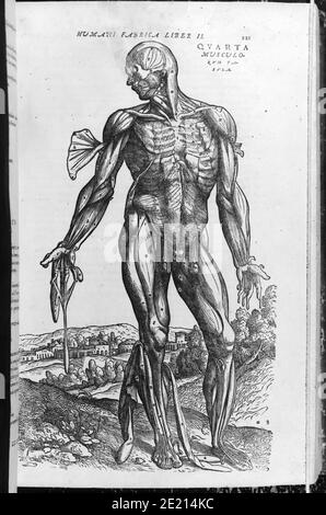 Gros plan d'une page dans l'Atlas de l'anatomie humaine Livre montrant les muscles et les organes mâles de Vesalius Banque D'Images