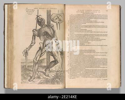 Gros plan d'une page dans l'Atlas de l'anatomie humaine Livre montrant les muscles et les organes mâles de Vesalius Banque D'Images