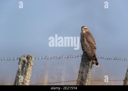 Femme Sparrowhawk (Accipiter nisus), parc national de Northumberland, Royaume-Uni Banque D'Images