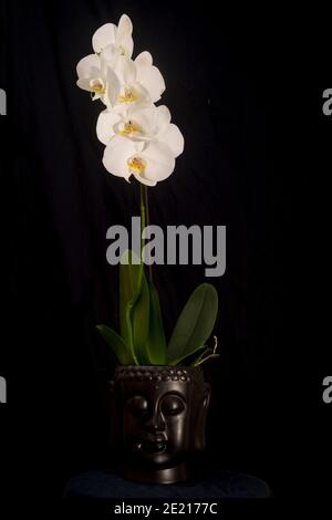 Une orchidée blanche (Phalaenopsis sp.) en fleur sur fond noir Banque D'Images