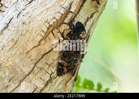 Acherontia atropos, l'Adviste de la tête de mort (africain), les faucon de la tête de mort sont grands, allant de 3.5 à 5 pouces (80-120 mm) comme adultes. Banque D'Images