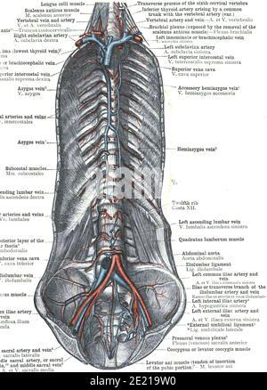 Gros plan d'une page de l'atlas de l'anatomie humaine livre Banque D'Images