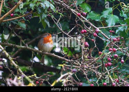 Robin britannique à Hedgerow avec baies de printemps dans la forêt ] Banque D'Images