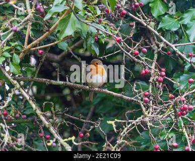 Robin britannique à Hedgerow avec baies de printemps dans la forêt ] Banque D'Images