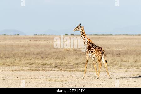 La girafe de Masai, également connue sous le nom de girafe de Kilimanjaro, est la plus grande espèce de girafe. Cet animal marche à travers les prairies ouvertes d'Amboseli NAT Banque D'Images