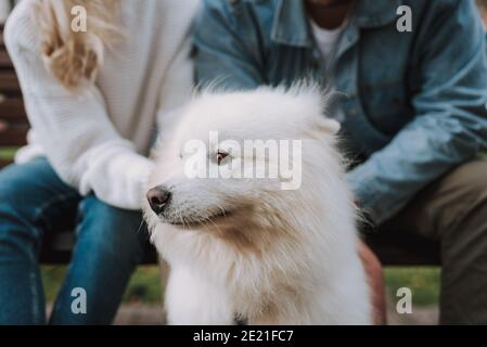 Gros plan de femmes et de hommes inconnus dans des vêtements décontractés sont assis sur un banc avec un chiot à fourrure blanche de race samoyed Banque D'Images