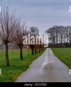 Une ligne de saules taillés traditionnellement le long d'une petite route agricole. Photo du comté de Scania, Suède Banque D'Images