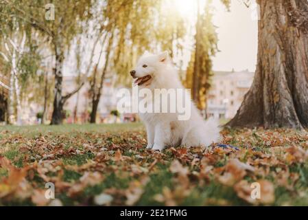 Portrait de chien blanc Samoyed reposant dans le jaune d'automne forêt avec feuilles Banque D'Images