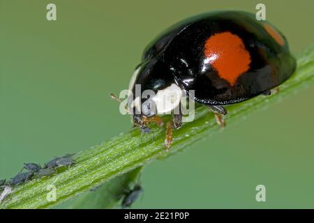 La coccinelle asiatique mange le puceron, Asiatischer Marienkäfer frisst Blattlaus, Harlekin Marienkäfer frisst Pflanzenlaus, Harmonia axyridis frisst Schädling Banque D'Images