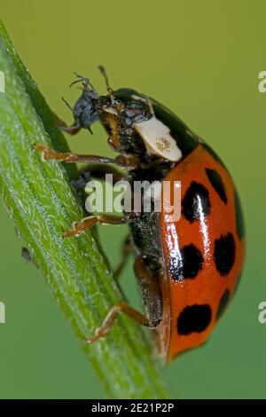 La coccinelle asiatique mange le puceron, Asiatischer Marienkäfer frisst Blattlaus, Harlekin Marienkäfer frisst Pflanzenlaus, Harmonia axyridis frisst Schädling Banque D'Images