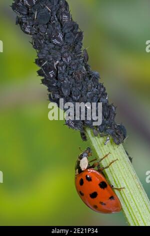 La coccinelle asiatique mange le puceron, Asiatischer Marienkäfer frisst Blattlaus, Harlekin Marienkäfer frisst Pflanzenlaus, Harmonia axyridis frisst Schädling Banque D'Images